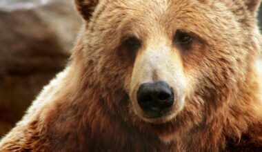 Remains reveal history of barbaric bear baiting in Carlisle