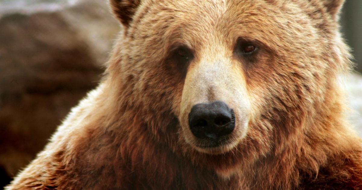 Remains reveal history of barbaric bear baiting in Carlisle