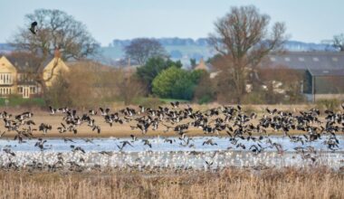 Yorkshire Wildlife Trust’s guide to autumn wildlife