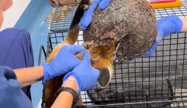 Fox freed after it became stuck in lantern in Rickmansworth