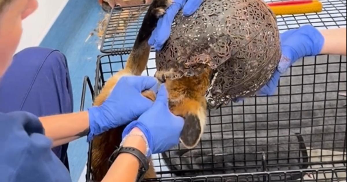 Fox freed after it became stuck in lantern in Rickmansworth