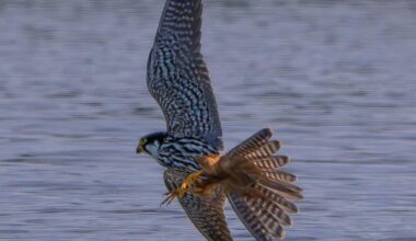 Eurasian Hobby spotted hunting dragonfly at Kemerton lake