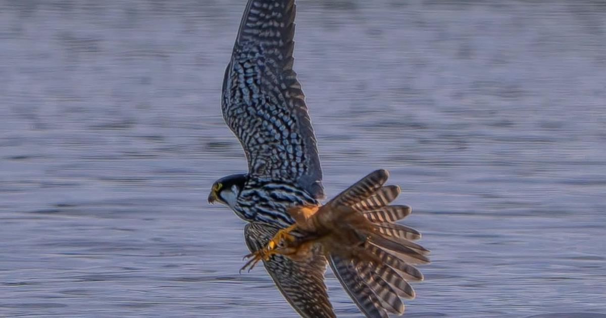 Eurasian Hobby spotted hunting dragonfly at Kemerton lake