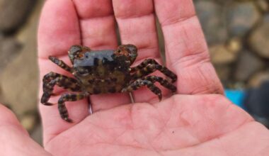 High-risk invasive species Asian shore crab found on Isle of Wight