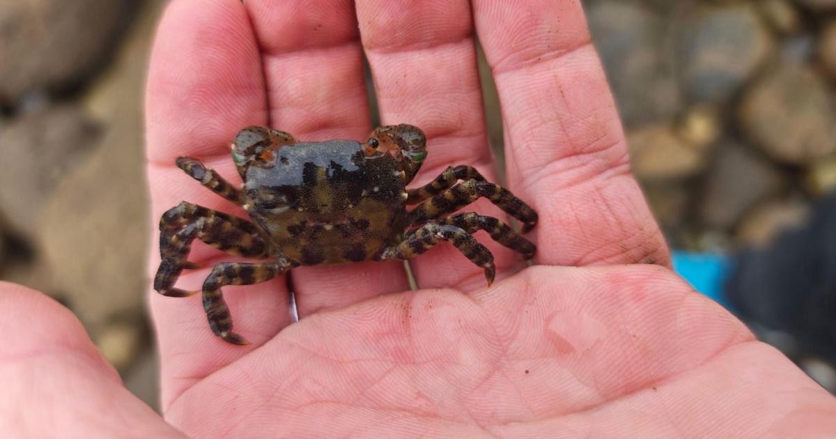 High-risk invasive species Asian shore crab found on Isle of Wight