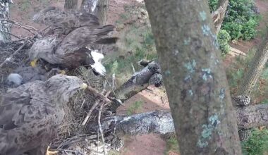 Dorset white-tailed eagle chick fledges as species returns to England