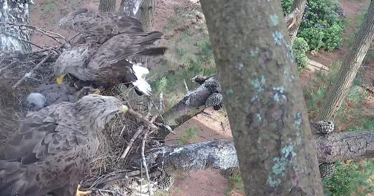 Dorset white-tailed eagle chick fledges as species returns to England