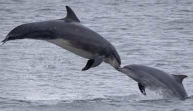 Dolphins appear to ‘kiss’ off Roker, North East coast