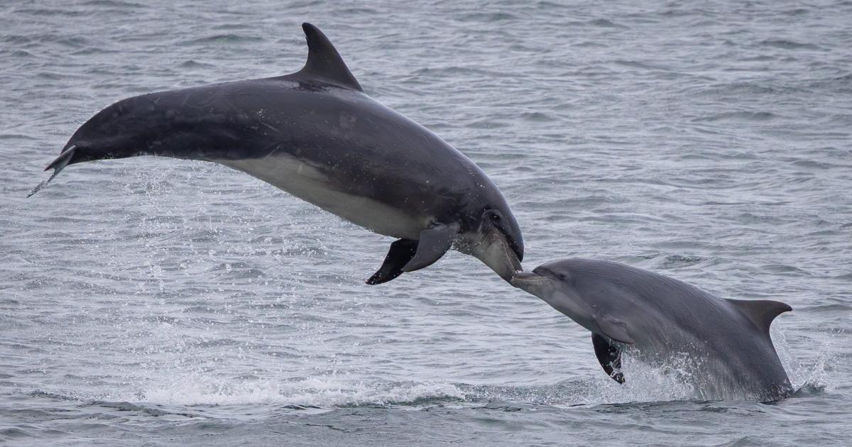 Dolphins appear to ‘kiss’ off Roker, North East coast