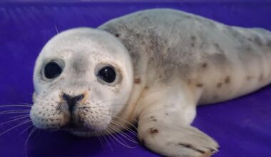 Wounded seal pup named after Dolly Parton rescued in Hastings