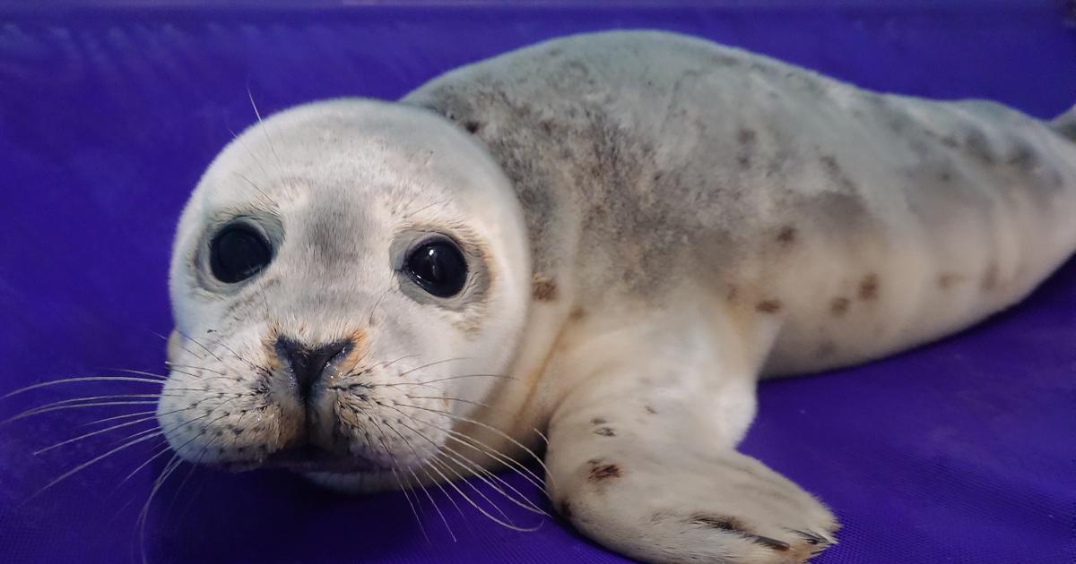 Wounded seal pup named after Dolly Parton rescued in Hastings