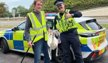 Three cygnets rescued after causing traffic chaos on A31