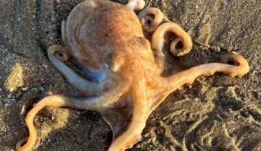Live curled octopus found washed up on Anglesey beach