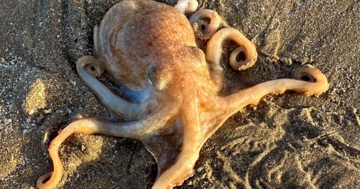 Live curled octopus found washed up on Anglesey beach