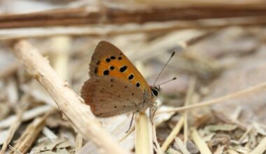 Hertfordshire records 22,000 butterfly sightings this year