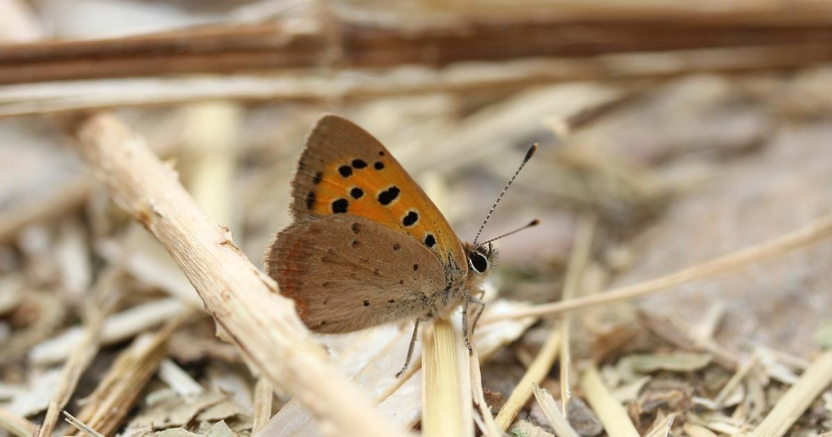 Hertfordshire records 22,000 butterfly sightings this year