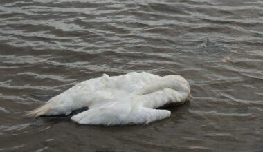 Three swans found dead at Workington nature reserve