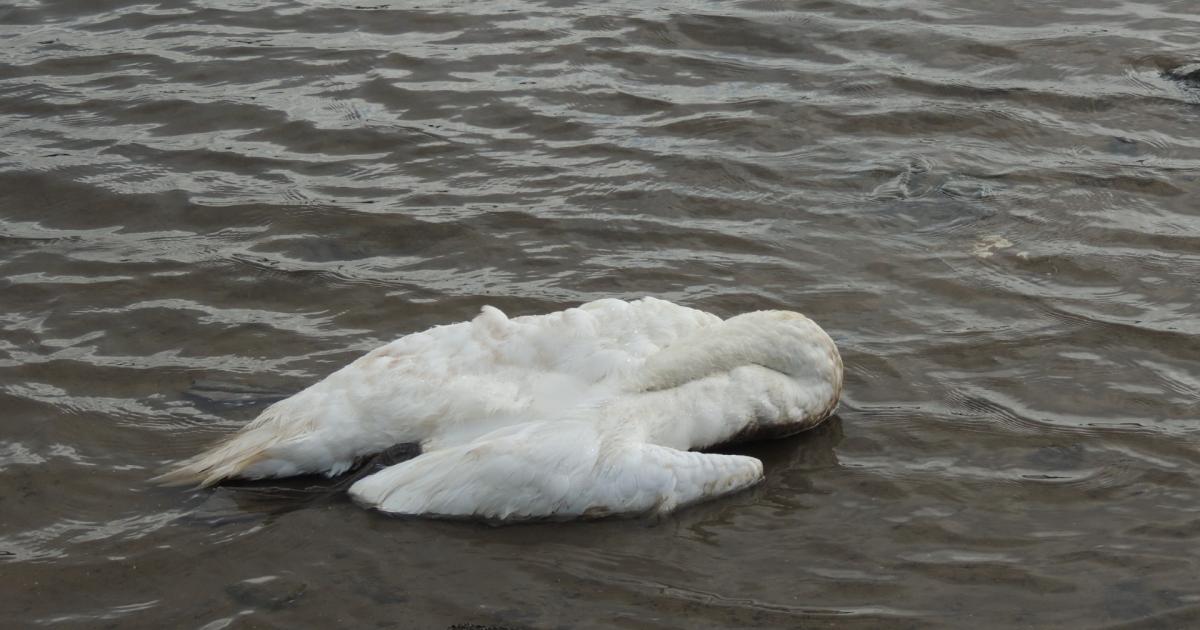 Three swans found dead at Workington nature reserve
