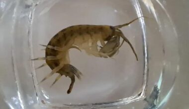Warning as invasive 'demon' species found in Wiltshire waterways