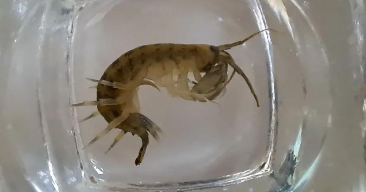 Warning as invasive 'demon' species found in Wiltshire waterways