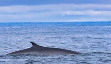 Up to 12 giant rare whales caught on video off Pembrokeshire