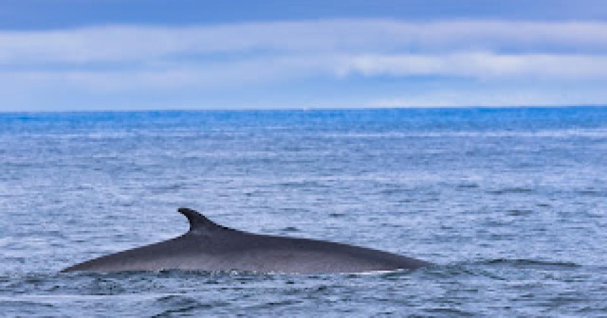 Up to 12 giant rare whales caught on video off Pembrokeshire