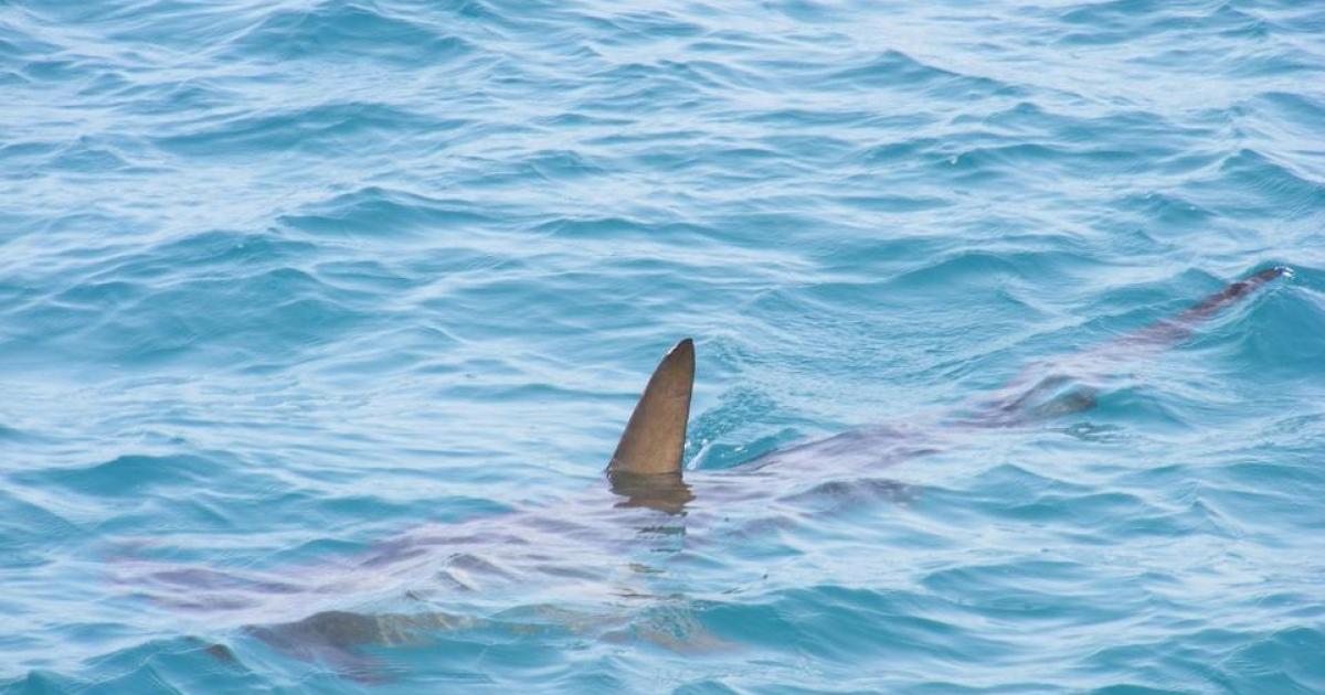 Dead shark found on Druridge Bay beach in Northumberland