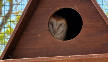 Barn owl rescued at sea released after recovery in Norfolk