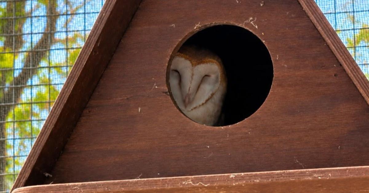 Barn owl rescued at sea released after recovery in Norfolk