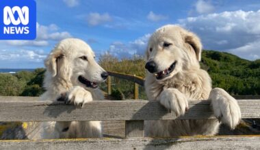 Fears for survival of Warrnambool's little penguins and famous Maremma guardian dog project