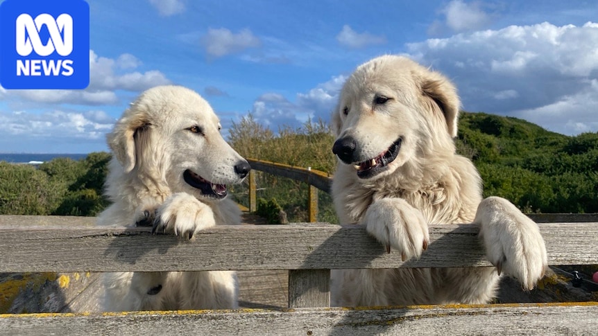 Fears for survival of Warrnambool's little penguins and famous Maremma guardian dog project