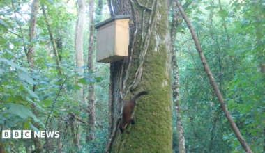 A still of a video of a pine marten kit running down a moss-covered tree at Longleat safari park in Wiltshire, with trees and leaves in the background.