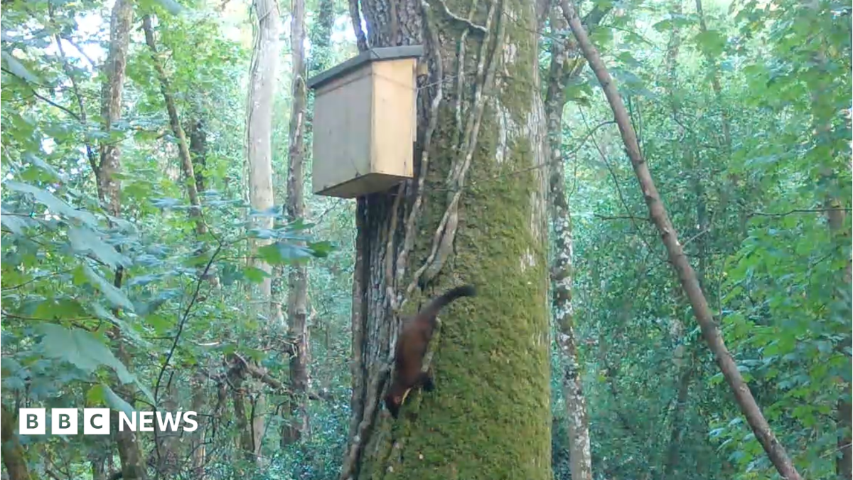 A still of a video of a pine marten kit running down a moss-covered tree at Longleat safari park in Wiltshire, with trees and leaves in the background.