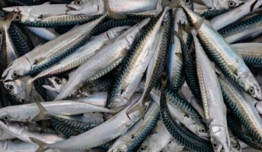 UK tinned ‘mackerel’ no longer contains mackerel