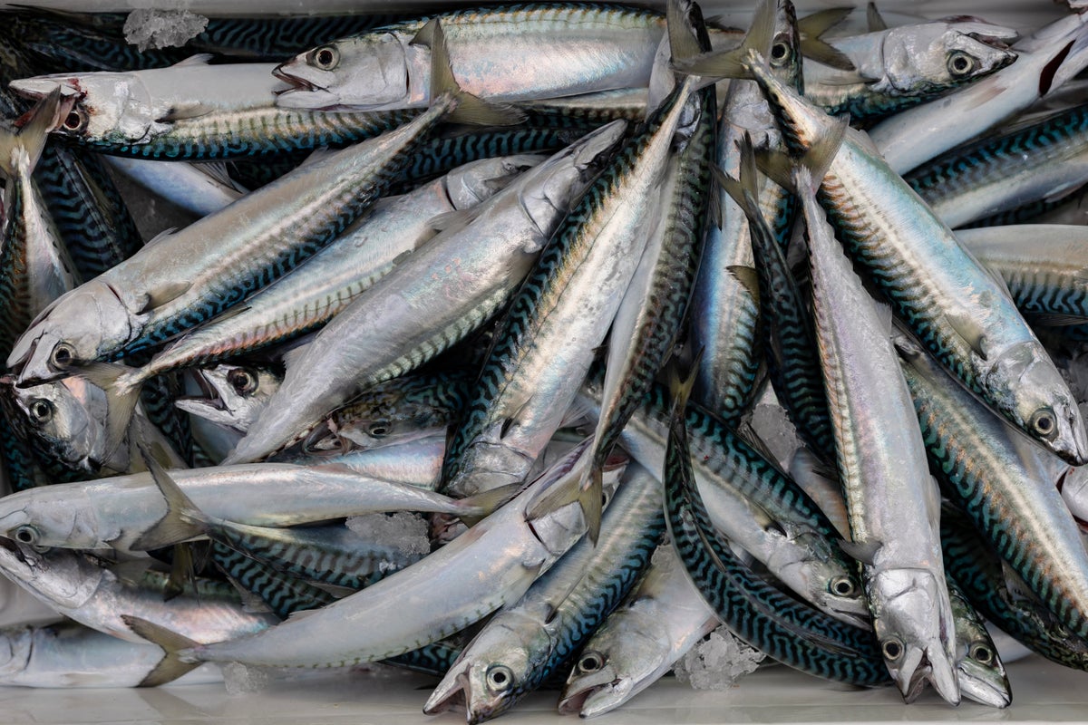 UK tinned ‘mackerel’ no longer contains mackerel