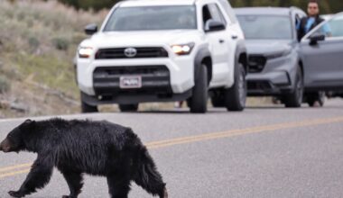 National Park Service warns visitors to stay away from elk and black bears - or face the consequences