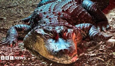 A close up of American alligator Albert on land.