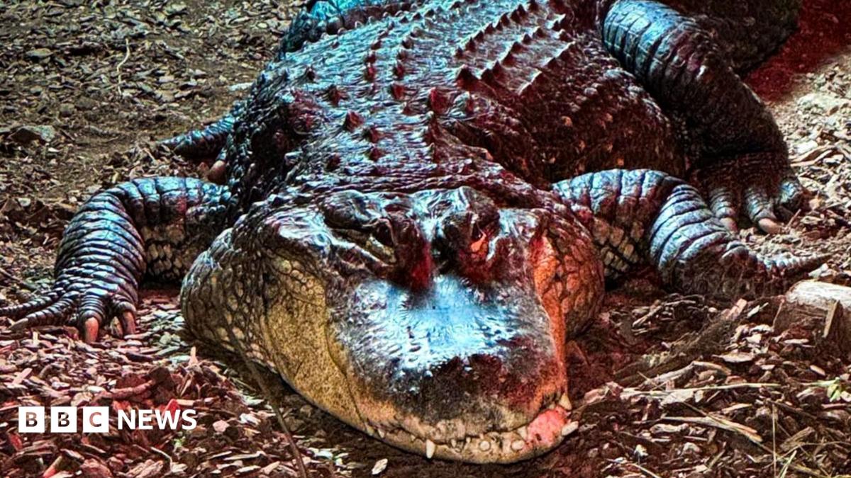 A close up of American alligator Albert on land.