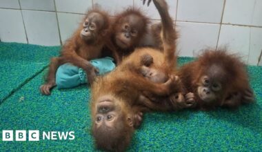 Baby orangutans found in Indian forest spark trafficking inquiry - BBC