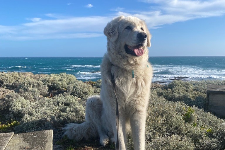 A maremma sheep dog sitting on Middle Island with the ocean behind it.