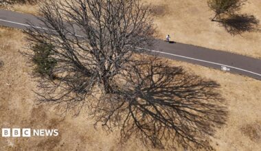 Parched yellow grass with a bare tree
