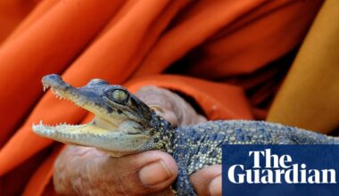 Saving the Siamese crocodile: Cambodia moves to protect one of the world’s last wild populations | Crocodiles