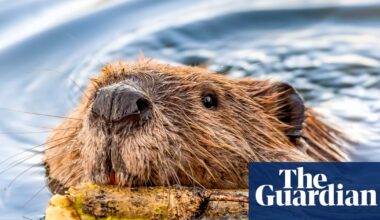 Rabies concerns grow in the US – but it’s unclear if there’s an increase of the fatal disease | US news