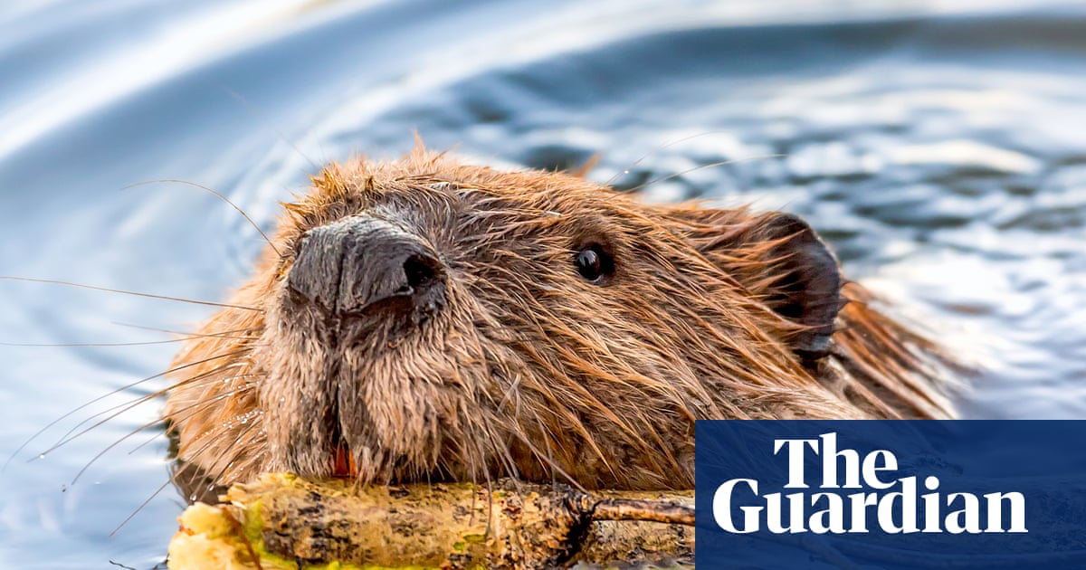 Rabies concerns grow in the US – but it’s unclear if there’s an increase of the fatal disease | US news