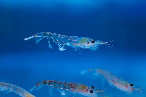 Antarctic krill is the keystone species of the Southern Ocean.