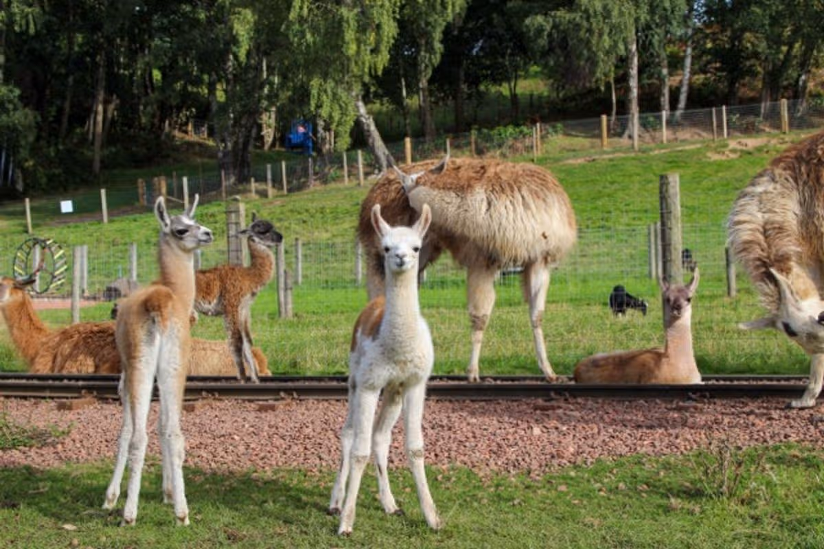 Clyde Valley Family Park has seen a "llama baby boom" this week