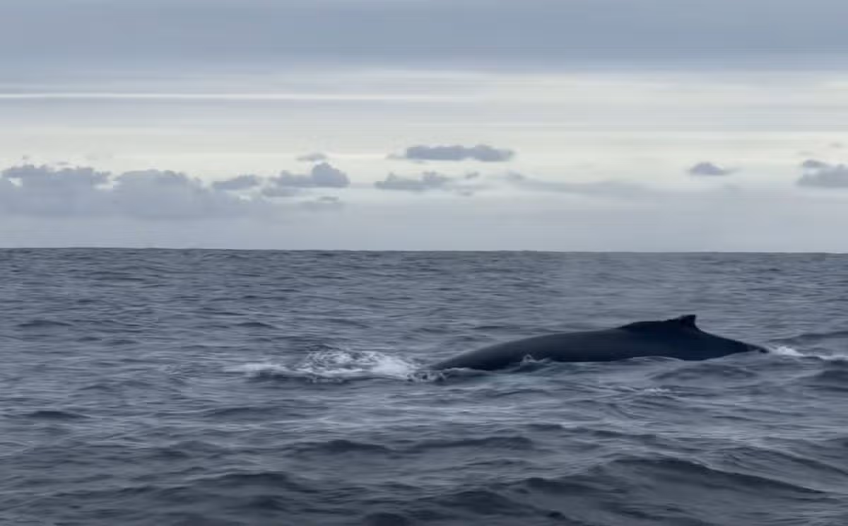 A whale at the surface of the sea
