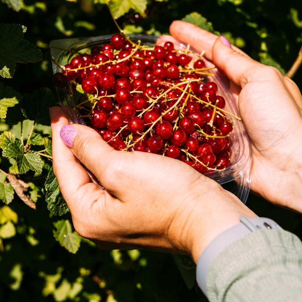 Close up of hands picking red currants from container close up of child and adult hands picking ripe red currants from container during summer harvest