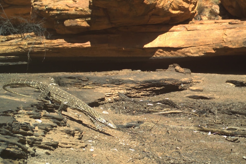 A lizard ambles across a rock in an outback gorge.