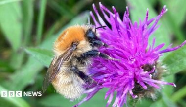 A Moss Carder bumblebee is perched on a purple flower. The insect is covered in small hairs and has black legs and a black face. Its small wings are visible on its back.